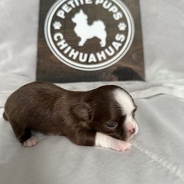 Jack - Chocolate and white male Chihuahua puppy in Dayton, Ohio from Petite Pups