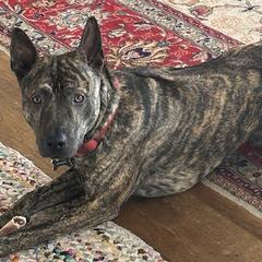 Rasta - Vietnamese Phu Quoc Ridgeback