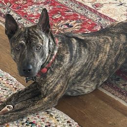 Rasta - Vietnamese Phu Quoc Ridgeback