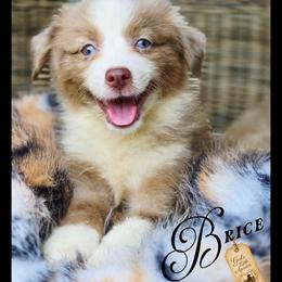 Brice - Price 2500 - Red merle male Miniature Australian Shepherd puppy in Ennis, Texas from God’s Little Aussies