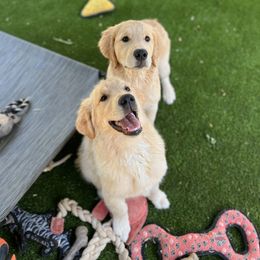 Golden Retriever Puppies from Bear State Golden Retrievers