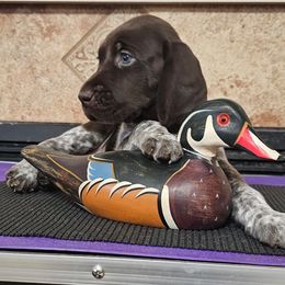 German Shorthaired Pointer Puppies from Crossroad kennel