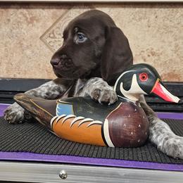 German Shorthaired Pointer Puppies from Crossroad kennel