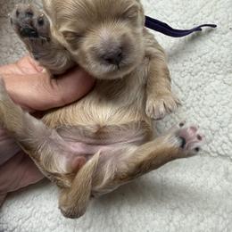 Bubbles purple collar - Apricot female Maltipoo puppy in Fredericktown, Missouri from Doodle Pups Fur-Ever