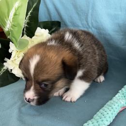 Male 3 - Sable male Pembroke Welsh Corgi puppy in Moundville, Alabama from Cartee Corgis - Debi Cartee Mills