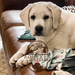 Labrador Retriever Puppies from Bohlken Labradors
