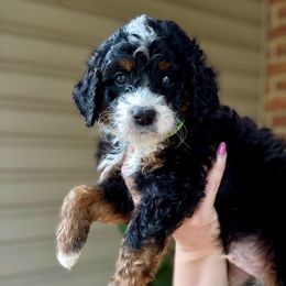 Brownie - Tri-color male Bernedoodle puppy in Denver, Pennsylvania from Greenview Puppies