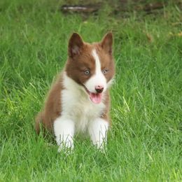 Border Collie, English Setter, and Miniature American Shepherd Puppies from First Harmony Farms
