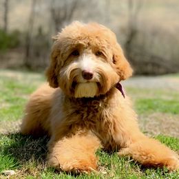 Ginger - Australian Labradoodle