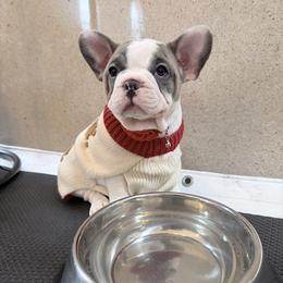 Abbi - Blue female French Bulldog puppy in Pine Township, Pennsylvania from BlueCairo Frenchies