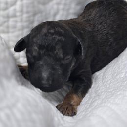 Tacoma - Sable male Poodle puppy in Conroe, Texas from Pear house farm