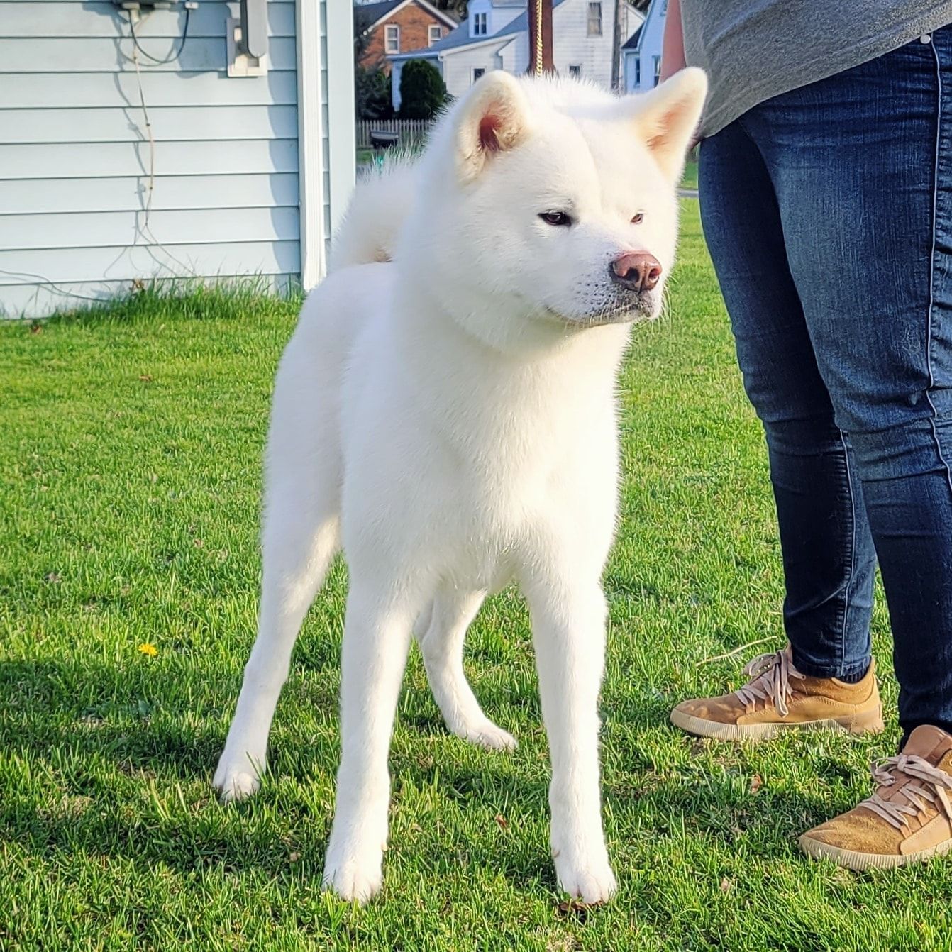 Ryoshima Coast Akita Inu in Pennsylvania | Japanese Akitainu puppies