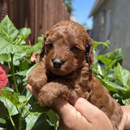 Poodle Puppies from Toy.poodlesss