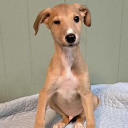 Boy 1 - Light Red Fawn - Fawn and white male Greyhound puppy in Steamboat Rock, Iowa from River Valley Canines