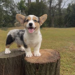 Bolt - Blue merle and white male American Corgi puppy in Florida from Sunrise Corgis
