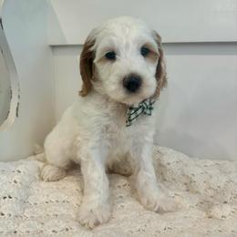 Cottontail - Parti male Goldendoodle puppy in Taylorsville, North Carolina from Doggone Dixie Doodles