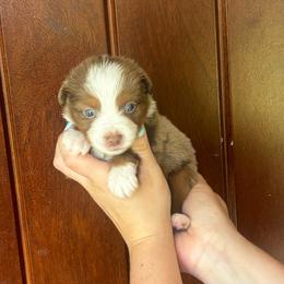 Ron - Red merle male Toy Australian Shepherd puppy in Princeton, Louisiana from Legacy Hill Aussies