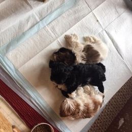 Shih Tzus from Bobbi’s Shih Tzus