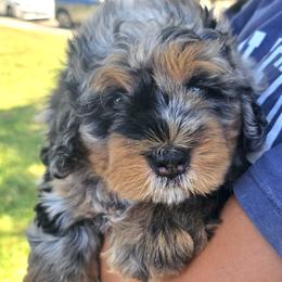 Brisket - Blue merle female Bernedoodle puppy in San Marcos, California from DoodlyDoodlyDoodles