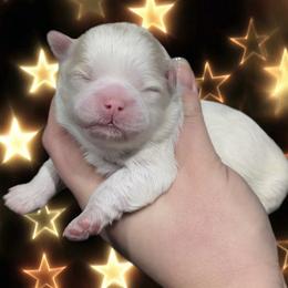 Marshmallow - Gold and white female Shihpoo puppy in Coshocton, Ohio from Forever Family Puppies