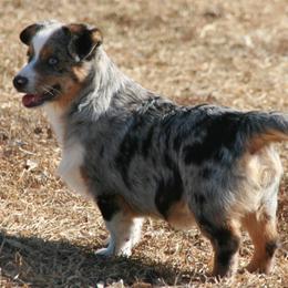 Blue - Blue male Companion Cross puppy in Fairview, South Dakota from Dakota Toy Aussies
