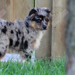 Miniature Australian Shepherds from Mudd's Minis
