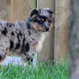 Miniature Australian Shepherds from Mudd's Minis