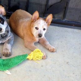 Australian Cattle Dog Puppies from Thornbush