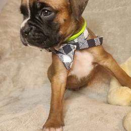 Green - Fawn male Boxer puppy in Aurora, Missouri from Pick A Pup