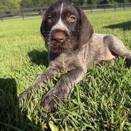 Pink Girl - Liver and white female German Wirehaired Pointer puppy in Reddick, Florida from Afterhours German Wirehaired Pointers and Basset Fauve de Bretagne