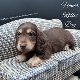 Honor Rollie - Chocolate and cream male Dachshund puppy in Montevallo, Alabama from Mallard's Miniature Dachshunds