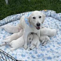 Golden Retriever Puppies from Feather Fletched English Goldens