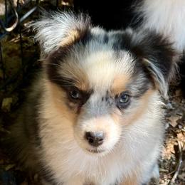 Raziah - Blue merle male Miniature Australian Shepherd puppy in Patterson, North Carolina from DreamLine Aussies