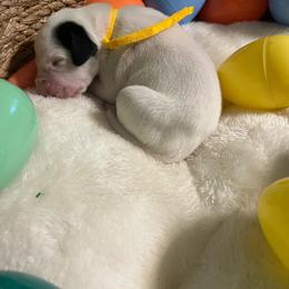 Girl 1 - White and black female Dalmatian puppy in Claremore, Oklahoma from Lotsofdots Dalmatians