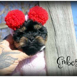 Ember - Black and tan female Yorkshire Terrier puppy in Warren, Michigan from Danielle's Yorkie Babies