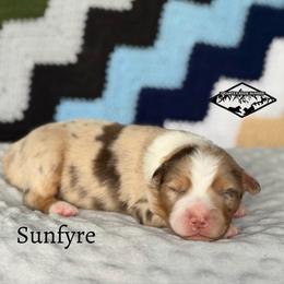 Sunfyre - Red merle male Miniature Australian Shepherd puppy in Cody, Wyoming from Quartz Creek Aussies