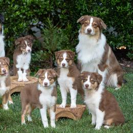 Australian Shepherd Puppies from Aussome Aussies