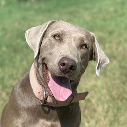 Kanga - Labrador Retriever