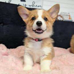 Girl 2 Miss Pink - White and red female Pembroke Welsh Corgi puppy in Milton, Florida from Milton Corgis
