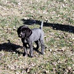 German Wirehaired Pointer Puppies from Backwoods Kennels