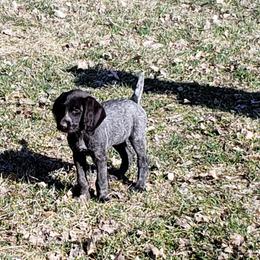 German Wirehaired Pointer Puppies from Backwoods Kennels