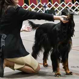 Cavalier King Charles Spaniels and Gordon Setters from Gleannfae Gordon Setters & Cavalier King Charkes Spaniels
