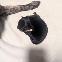 Boy 1 - Black and tan male Hokkaido puppy in Atlanta, Georgia from Tohoku Nozomi Kennel 東北望み荘