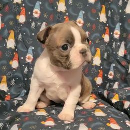 Male 2 - Blue male Boston Terrier puppy in Wilson, North Carolina from Chrysco Boston Terriers