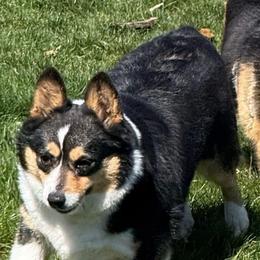 Shelli - Pembroke Welsh Corgi