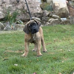Boy 4 - male Boerboel puppy in Prattville, Alabama from Indian Ridge Boerboels