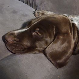German Shorthaired Pointers from Middle Creek Gun Dogs