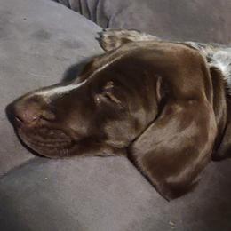 German Shorthaired Pointers from Middle Creek Gun Dogs