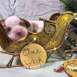 TBD Blenheim Boy - Blenheim male Cavalier King Charles Spaniel puppy in Kermit, West Virginia from Stonecoal Cavaliers