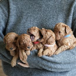 Poodle Puppies from bemi_toys